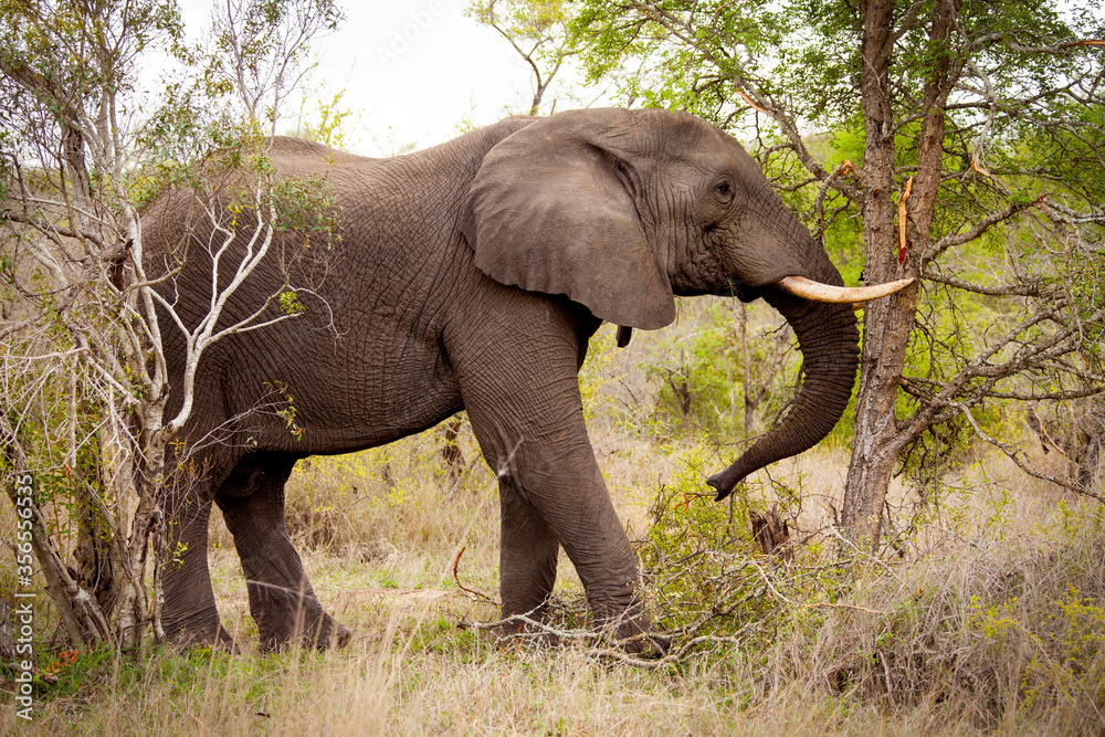 A young bull elephant pushes against a tree on a game reserve in South Africa.
