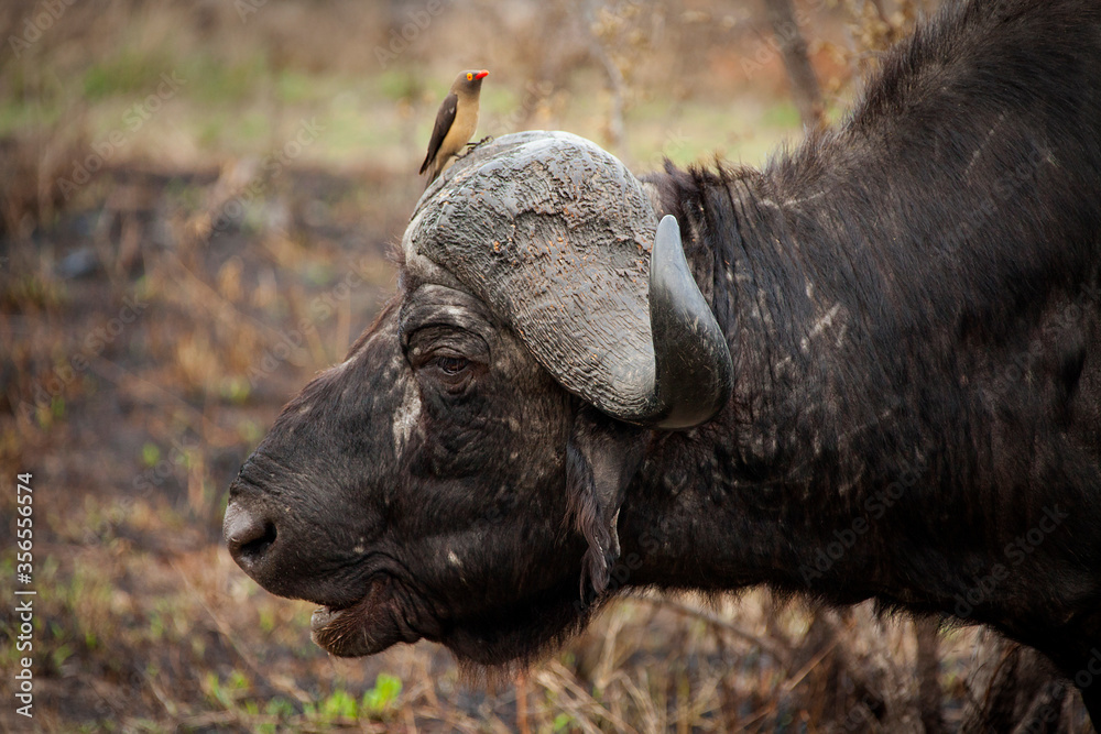 A closeup photo shows a tiny bird sitting on the head of a large water buffalo in Africa. A closeup photo shows a tiny bird sitting on the head of a large water buffalo in Africa.