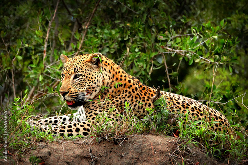 An African Leopard rests on a small hill in the jungle of Africa after finishing a meal of Gazelle.