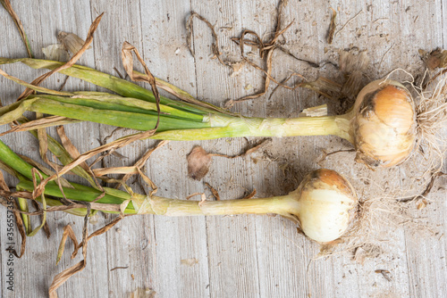 A Pair Of Unearthed Sweet White Onions