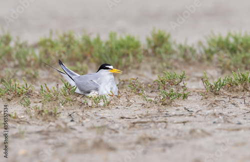 The female least tern sitting on the nest, with one egg in front of her, Galveston, Texas photo