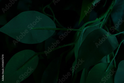 green tropical leaves on black night background © muhammad
