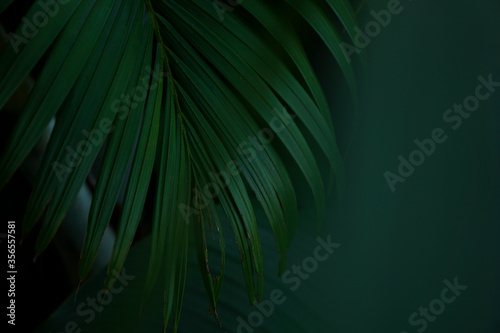 tropical palm leaves background wallpaper
