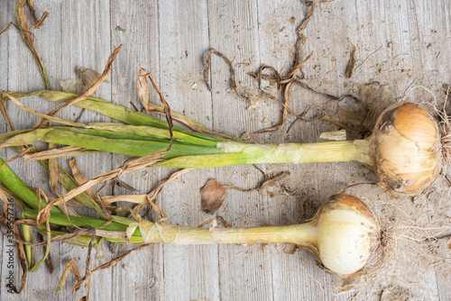 A Pair Of Unearthed Sweet White Onions