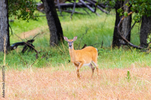 Cute Doe Mule Deer © swkrullimaging