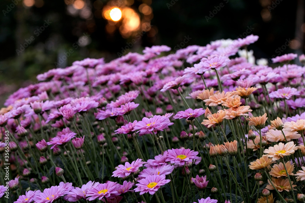 Obraz premium Close-Up Of Yellow Flowering Plants Chrysanthemums flowers