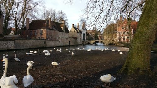 swans on the river