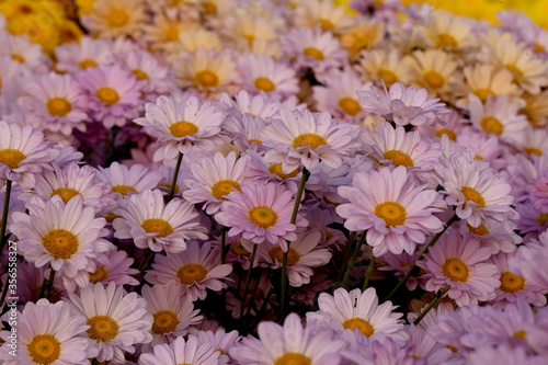 Close-Up Of Yellow Flowering Plants Chrysanthemums flowers