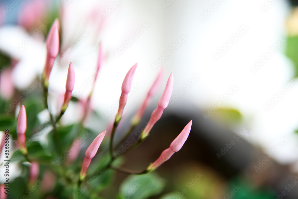 Fototapeta premium Beautiful white Jasmine flower surrounded by green leaves