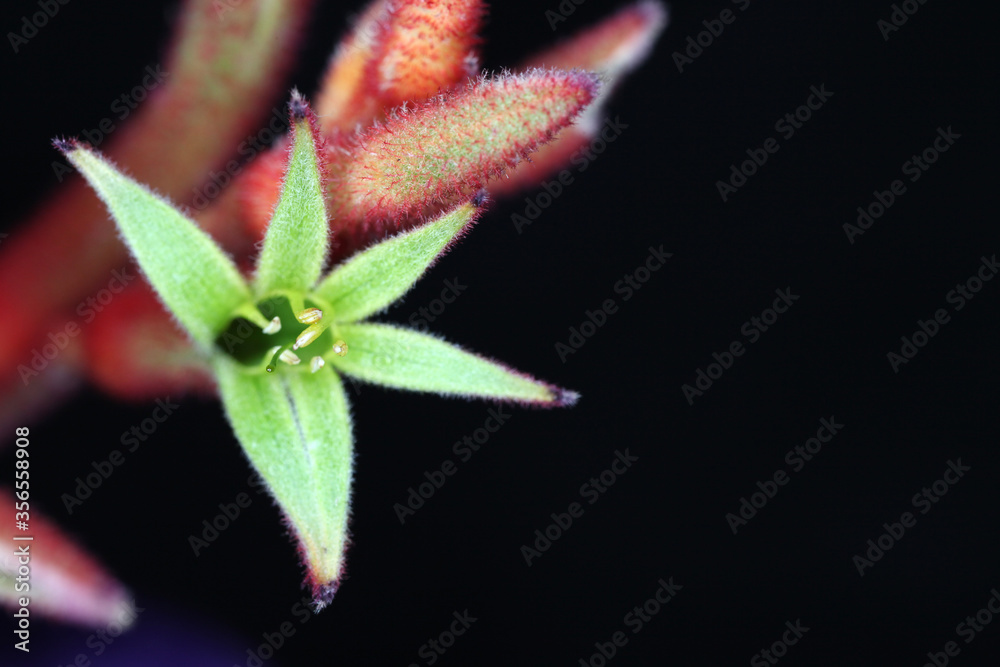 Closeup of red Kangaroo Paw flowers with black background Closeup of red Kangaroo Paw flowers with black background