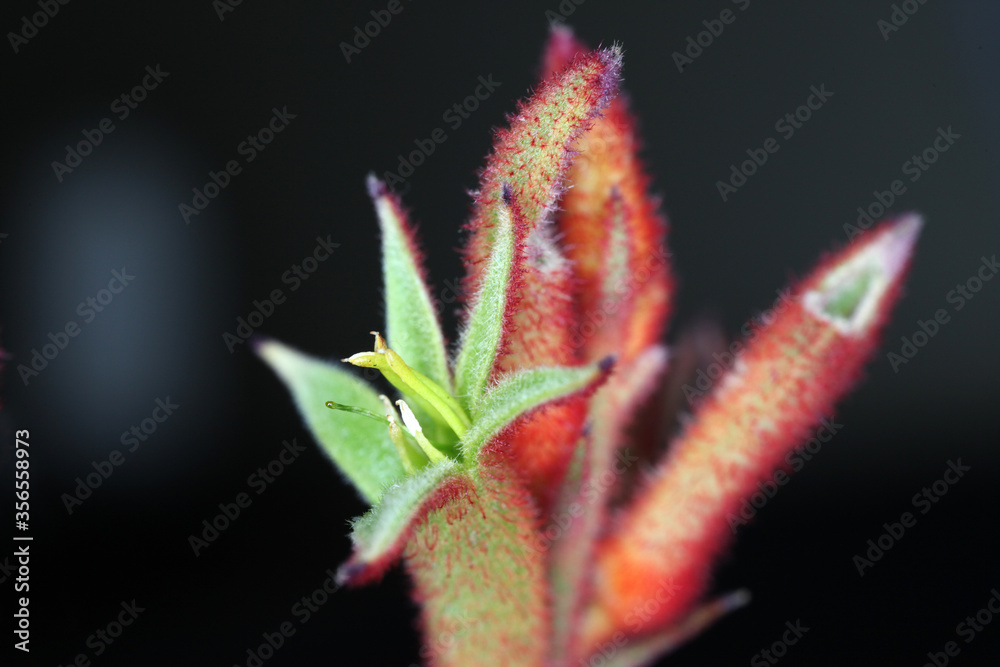 Closeup of red Kangaroo Paw flowers with black background Closeup of red Kangaroo Paw flowers with black background