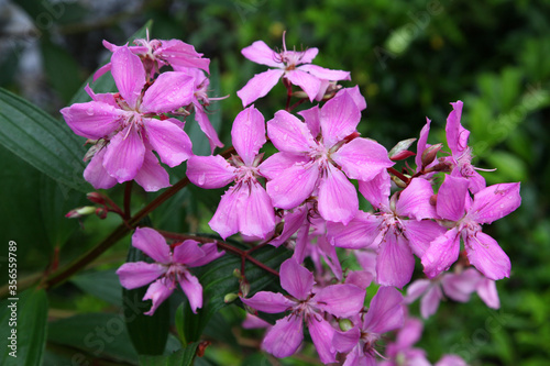 A close up of purple lasiandra flowers in garden setting
