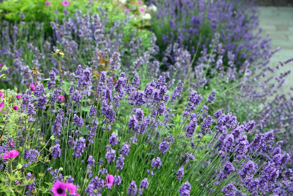 Fototapeta premium Row of bright purple lavender in garden a