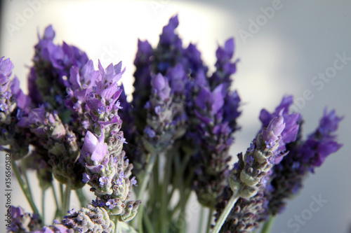 Closeup of beautiful purple Lavender flowers surrounded by green leaves