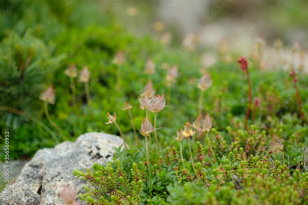 チングルマ。北アルプスのお花畑。Panoramic view of idyllic mountain scenery in the North Japan Alps with fresh green meadows in bloom チングルマ。北アルプスのお花畑。Panoramic view of idyllic mountain scenery in the North Japan Alps with fresh green meadows in bloom