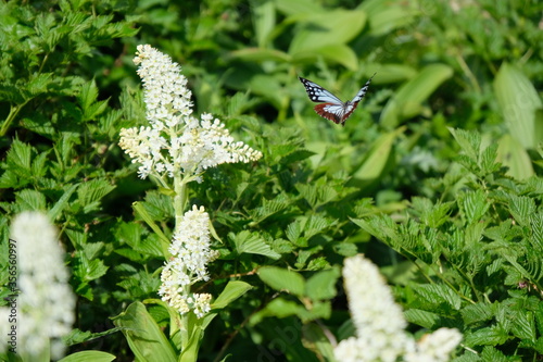 オヤマソバとアサギマダラ。北アルプスのお花畑。Aconogonon nakaii and chestnut tiger butterfly. Panoramic view of idyllic mountain scenery in the North Japan Alps with fresh green meadows in bloom photo