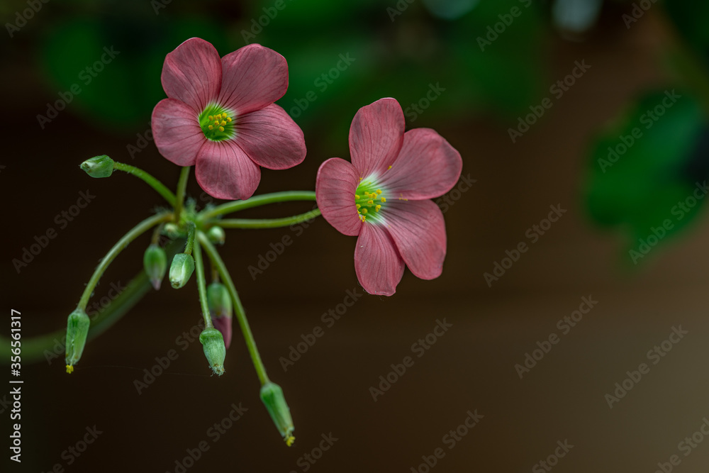 Obraz premium Oxalis flowers landscape copy space