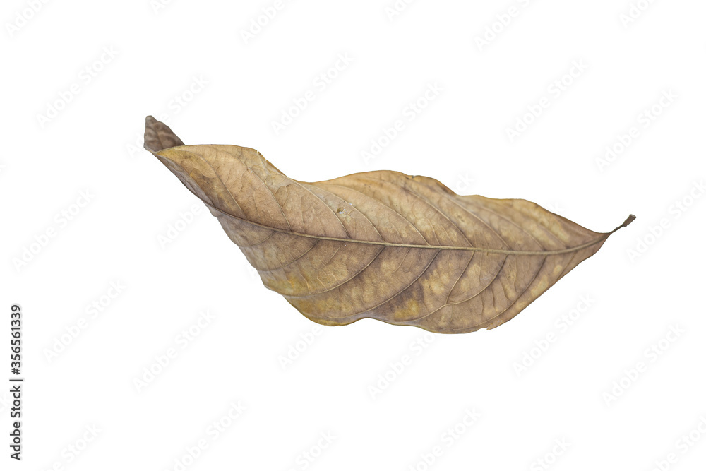 Dry leaf Used to props in various ads.