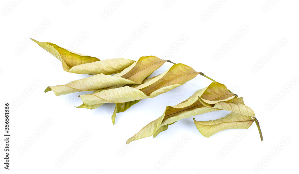 Dry leaf Used to props in various ads. Dry leaf Used to props in various ads.