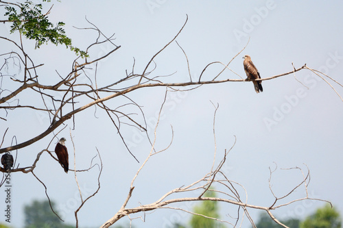 red hawk on branch