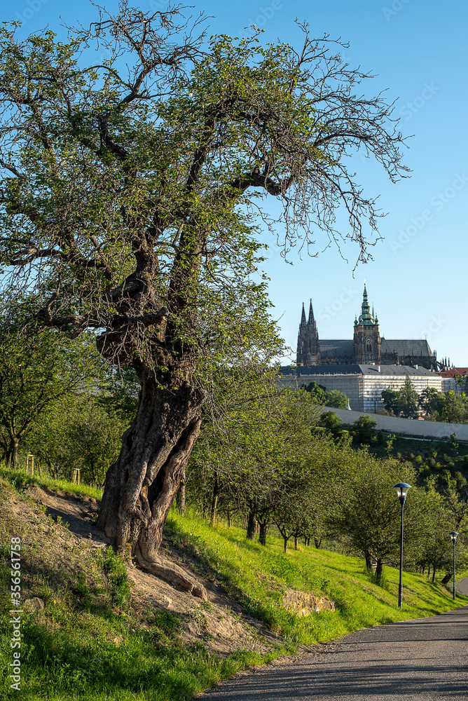 Prague, Czech Republic; The Prague Castle and St. Vitus Cathedral with old tree in foreground.