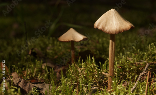 Fabulous mushroom grows in forest on moss 