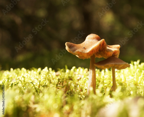 Poisonous beautiful inedible mushrooms grow in the forest     
