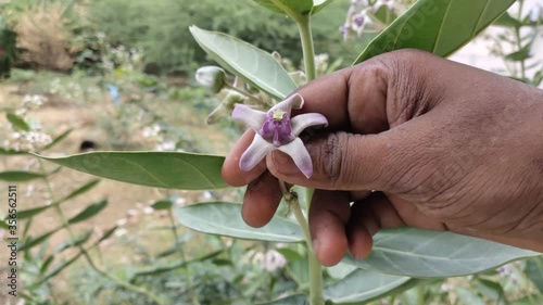 Man oicking Calotropis flower on plant and leaking poisonous milk . It is also known as Calotropis gigantea / Crown flower on plant.Bouquet of purple dahlia and its leaves. photo