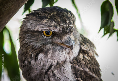 Australian tawny frogmouth (Podargus strigoides) photo