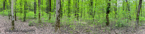 deciduous forest with fresh green foliage at spring time. panoramic landscape