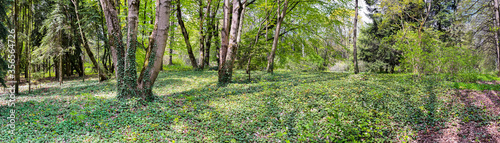 beautiful green forest landscape with trunks of trees covered with evergreen curly ivy leaves. sunny spring day. panoramic view