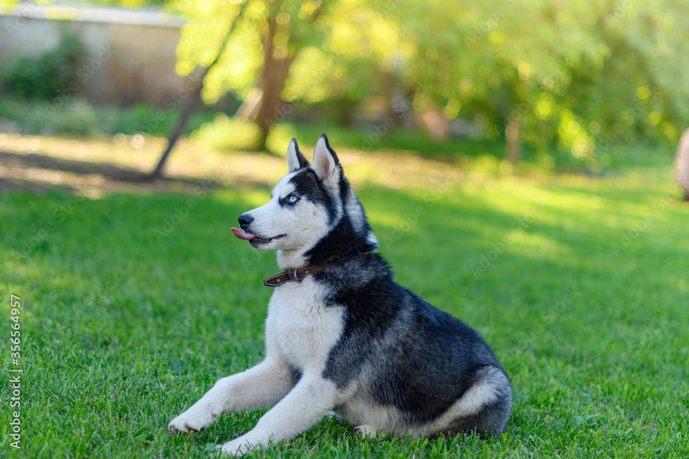 husky dog on grass