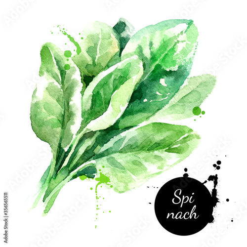 Watercolor hand drawn fresh spinach herb. Isolated organic natural green eco food illustration on white background