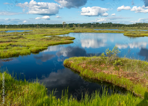 Scenic landscape with blue bog lakes surrounded by small pines and birches and green mosses on a summer day with blue skies and.white cumulus clouds  reflections in dark swamp water