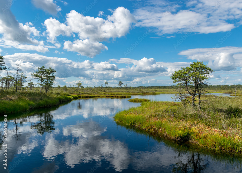 Scenic landscape with blue bog lakes surrounded by small pines and birches and green mosses on a summer day with blue skies and.white cumulus clouds, reflections in dark swamp water