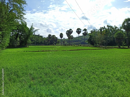 green field and blue sky photo