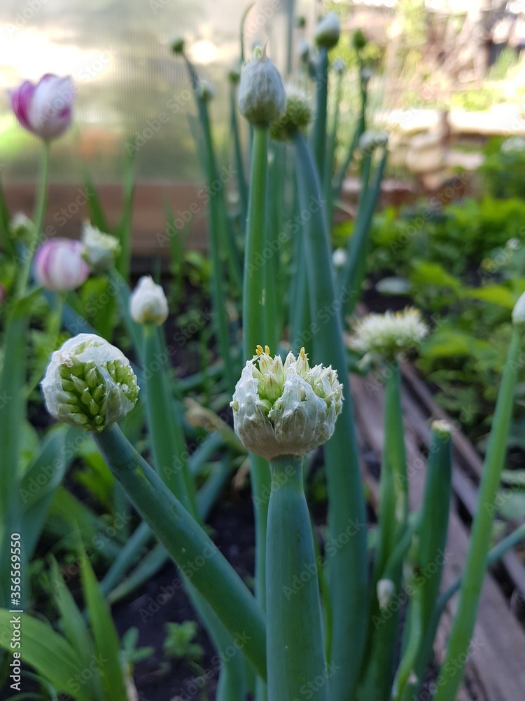 Fototapeta premium Onion flower on the stem