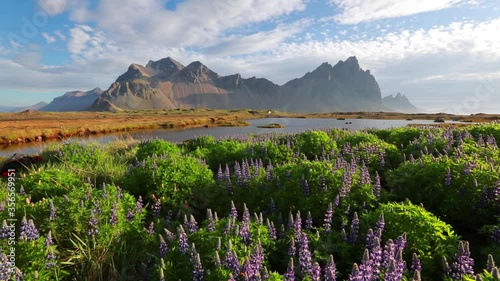 Blooming loopine flowers on Stokksnes cape. Sunny morning view of Vestrahorn (Batman) Mountain. Amazing summer scene of Iceland, Europe. Full HD video (High Definition).
 photo