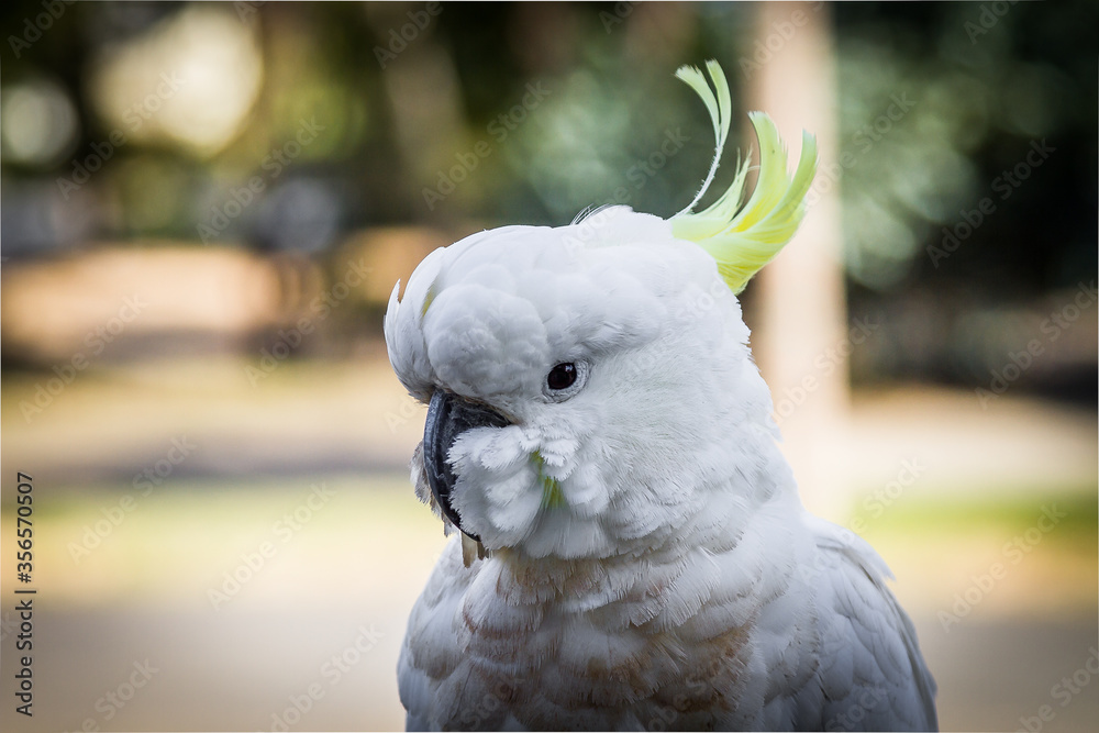 Birds Of Australia. Parrots forest Burrunjak - Сitron-crested cockatoo (Cacatua sulphurea citrinocristata) 