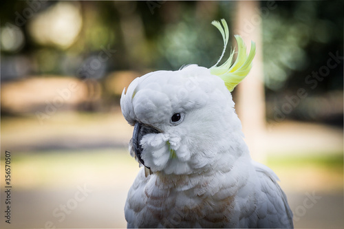 Birds Of Australia. Parrots forest Burrunjak - Сitron-crested cockatoo (Cacatua sulphurea citrinocristata)  photo