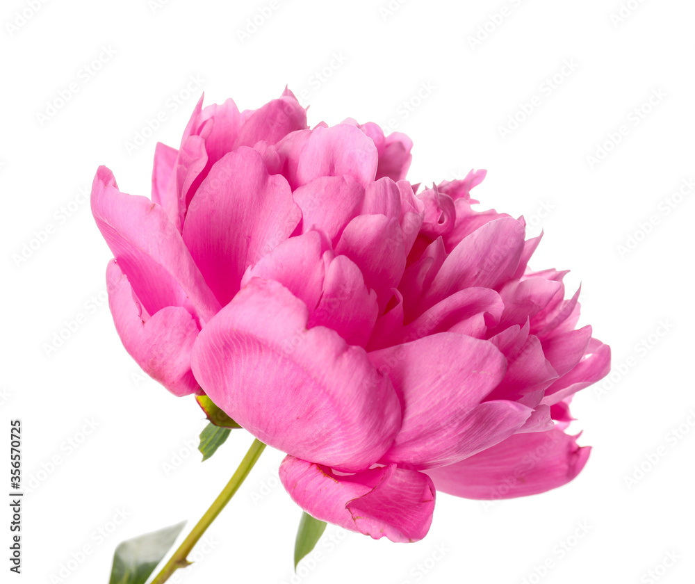 Beautiful peony flower on white background