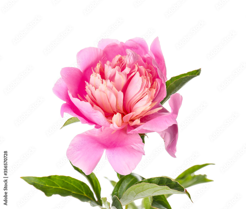 Beautiful peony flower on white background