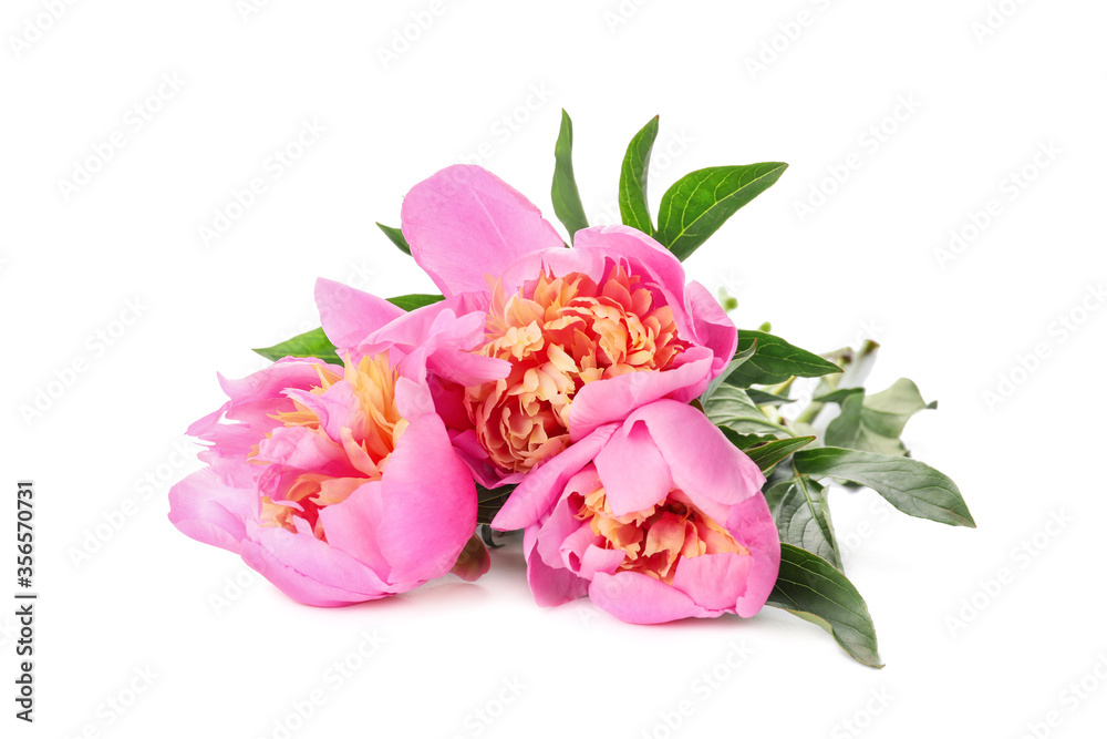 Obraz premium Beautiful peony flowers on white background