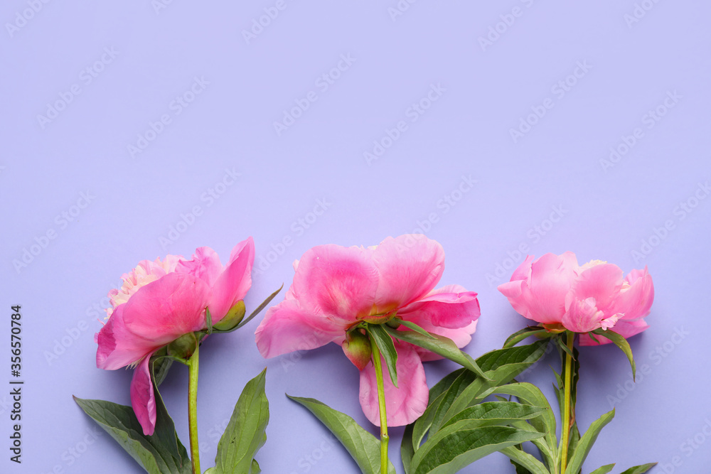 Beautiful peony flowers on color background Beautiful peony flowers on color background