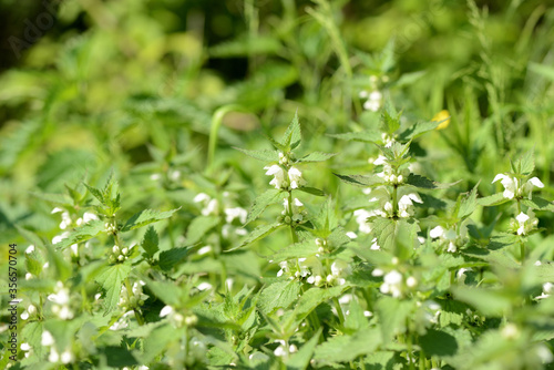 Blooming nettle with white flowers on a summer day lit by the sun. Alternative medicine. Herb in its natural environment