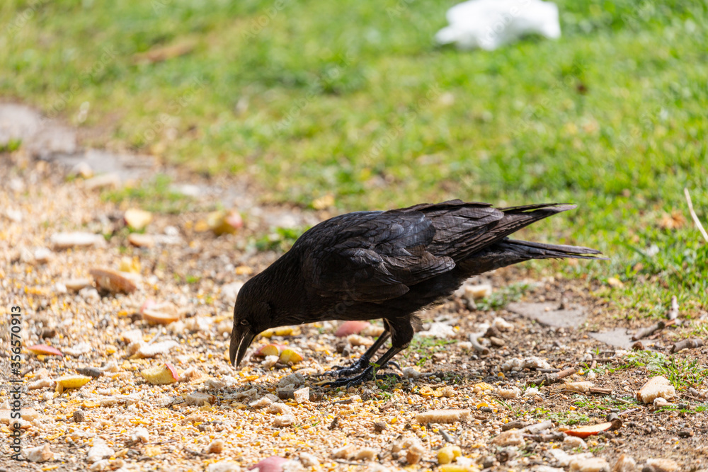 Obraz premium Crow on the grass in park