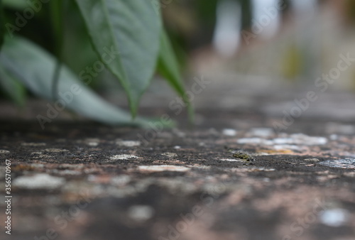 After the rain what I saw at the park in Tuscany Italy