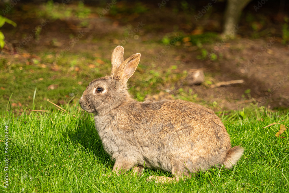 close up portrait of a brown rabbit sitting on green grass field enjoy some sun close up portrait of a brown rabbit sitting on green grass field enjoy some sun