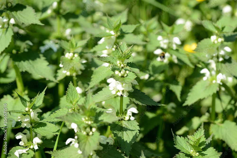 Blooming nettle with white flowers on a summer day lit by the sun. Alternative medicine. Herb in its natural environment Blooming nettle with white flowers on a summer day lit by the sun. Alternative medicine. Herb in its natural environment