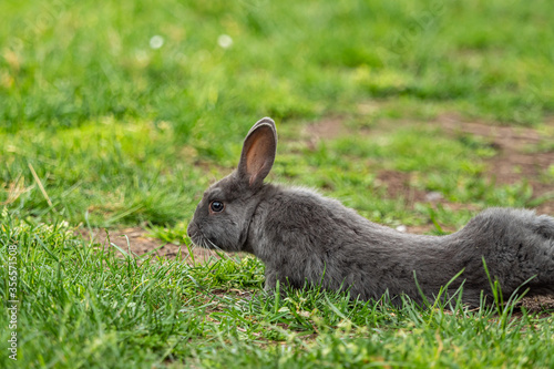 one cute grey rabbit doing some yoga stretch move on the green grass field